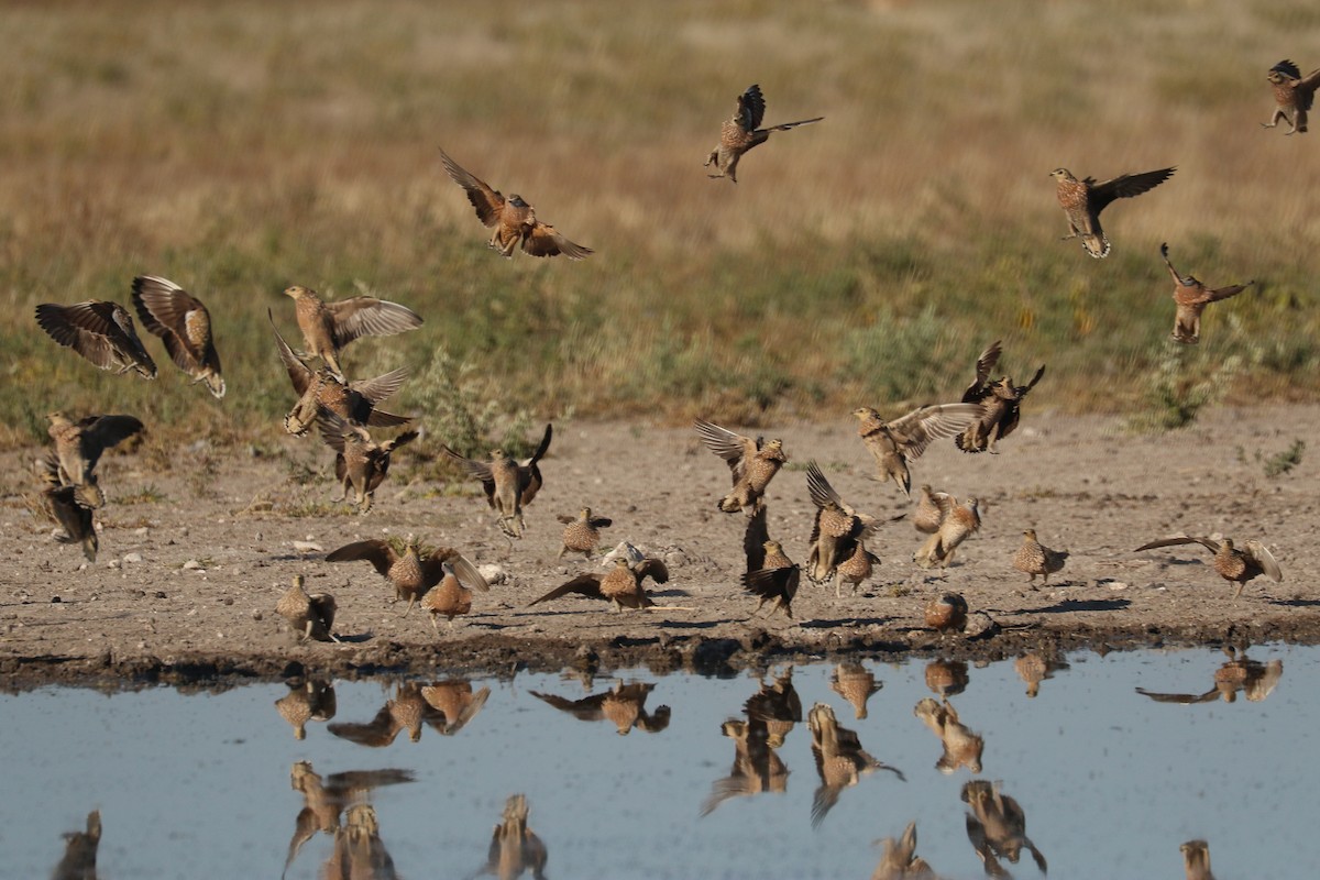 Burchell's Sandgrouse - ML646067015