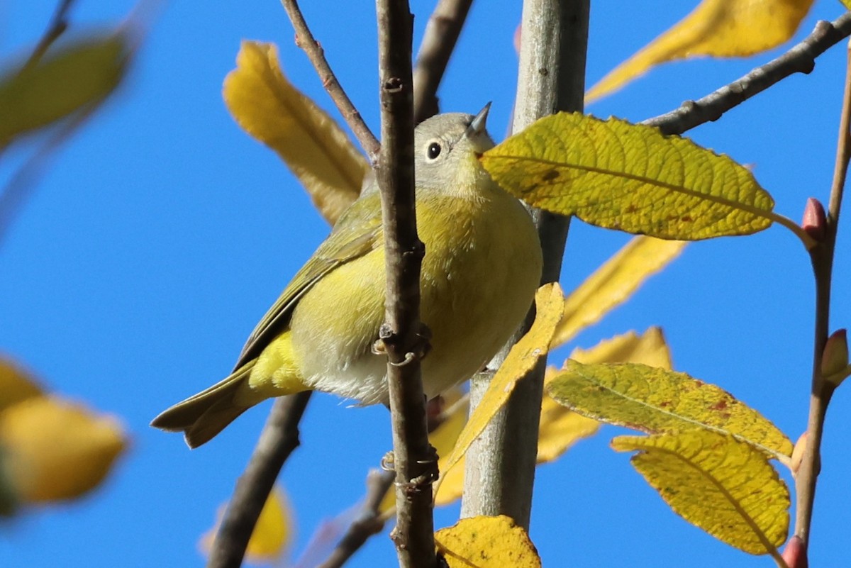 Nashville Warbler - ML646067022