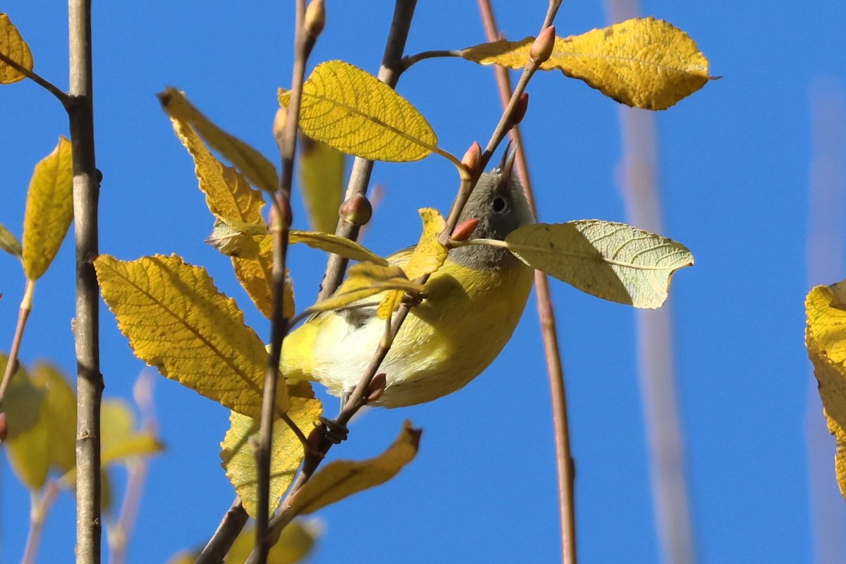 Nashville Warbler - ML646067023