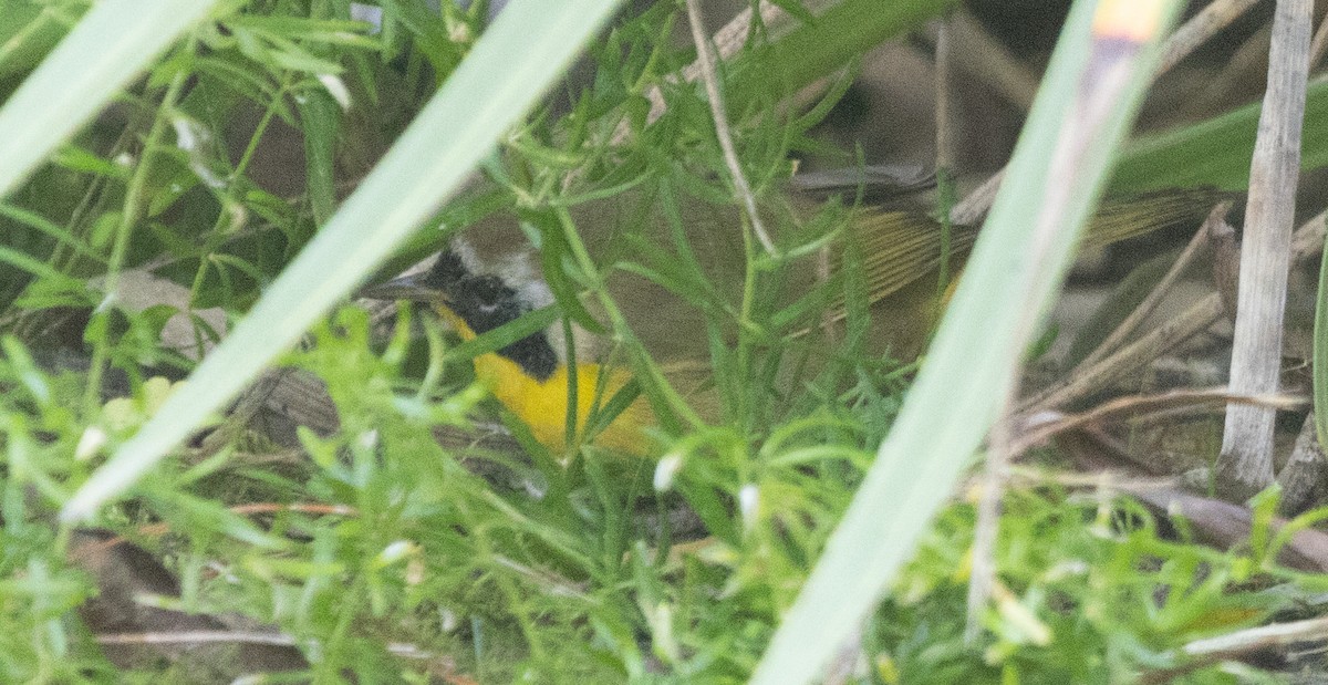 Common Yellowthroat - ML646067026