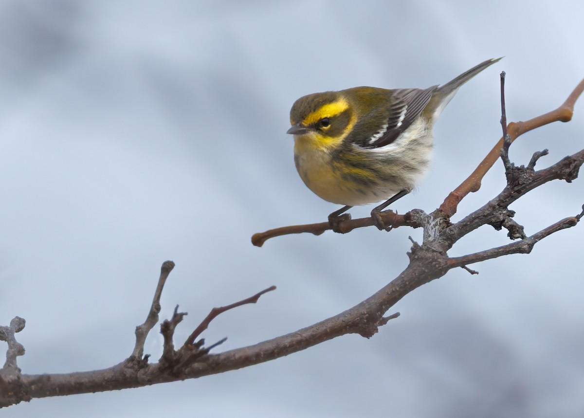 Townsend's Warbler - ML646067030