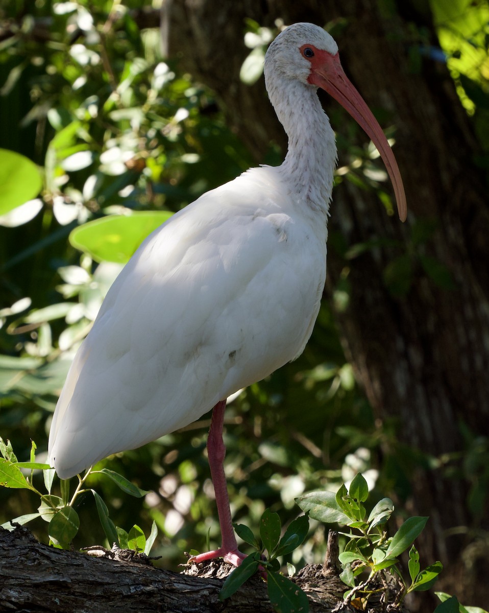 Ibis blanc - ML646067033