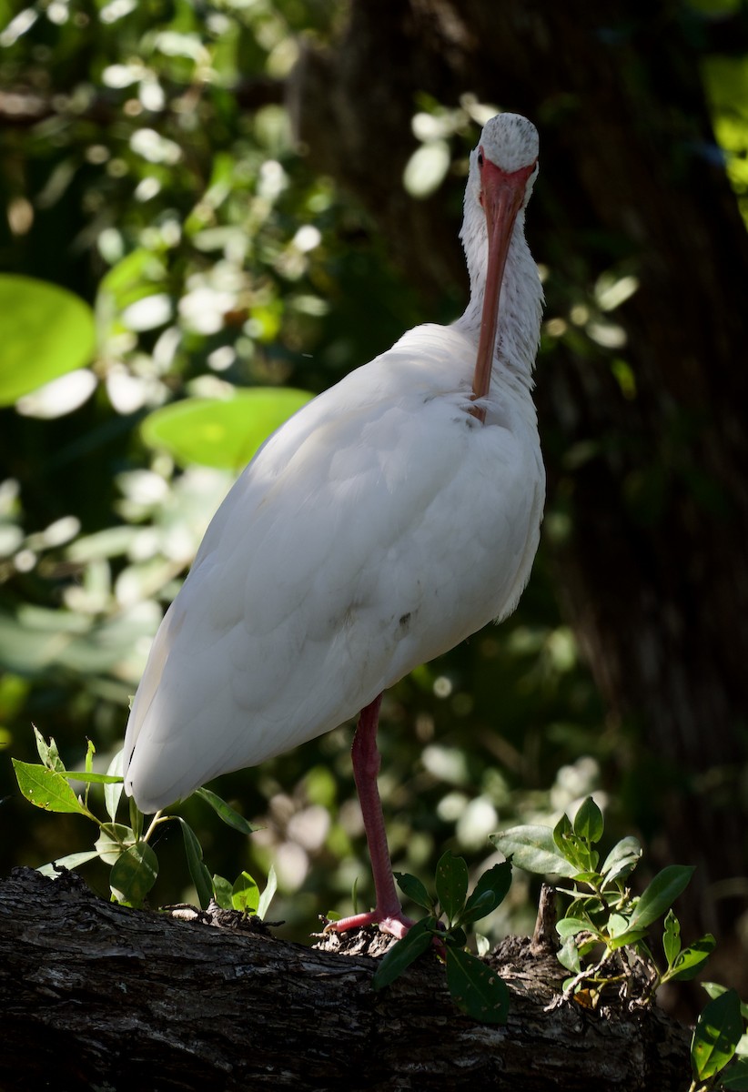 Ibis blanc - ML646067034