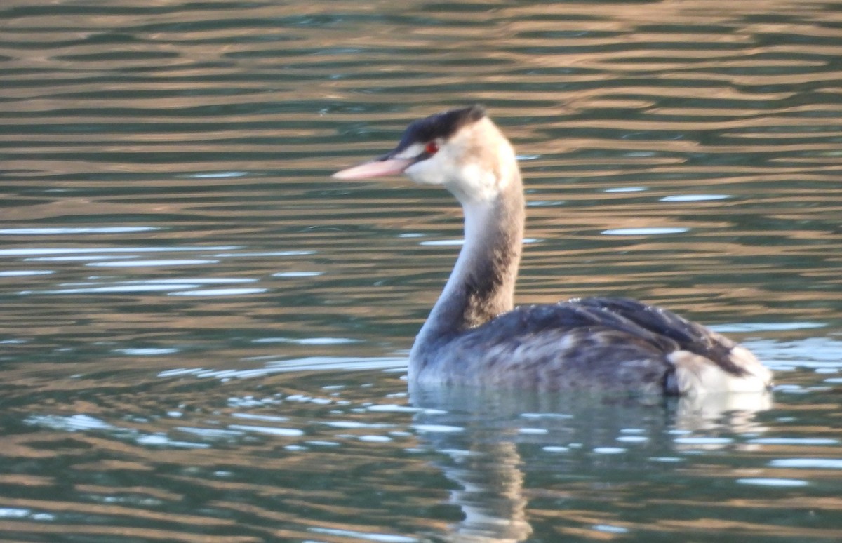 Great Crested Grebe - ML646067037