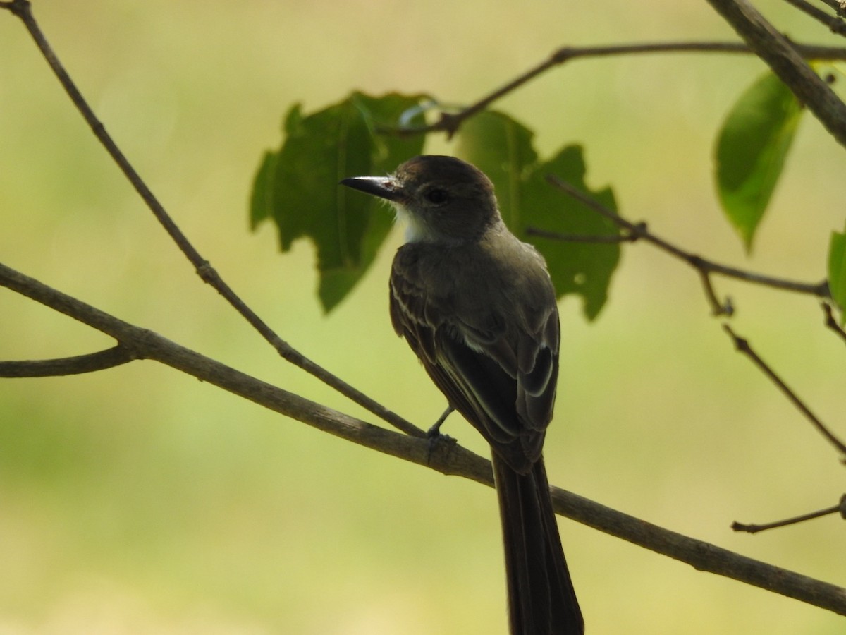 Brown-crested Flycatcher - ML646067045