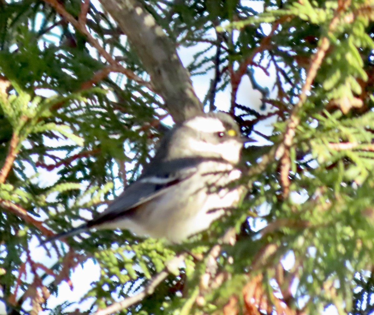 Black-throated Gray Warbler - ML646067050