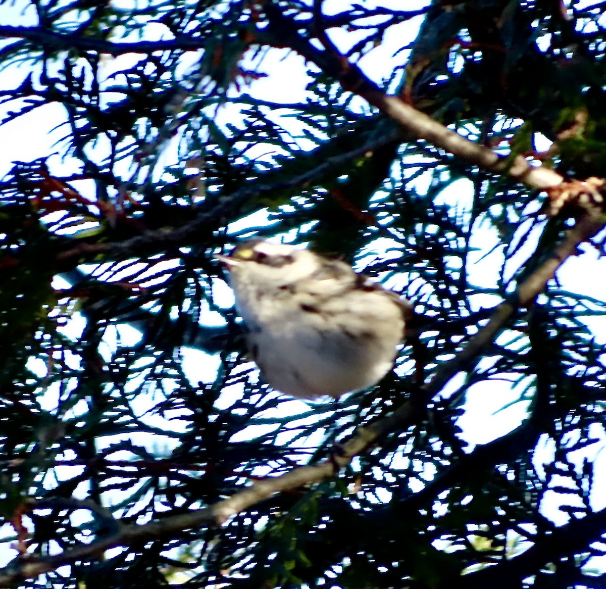 Black-throated Gray Warbler - ML646067051