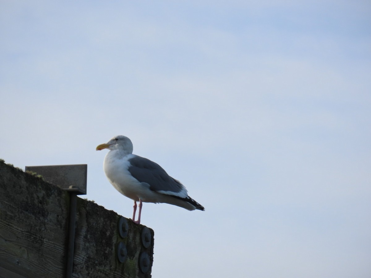 Batı Amerika Martısı - ML646067052