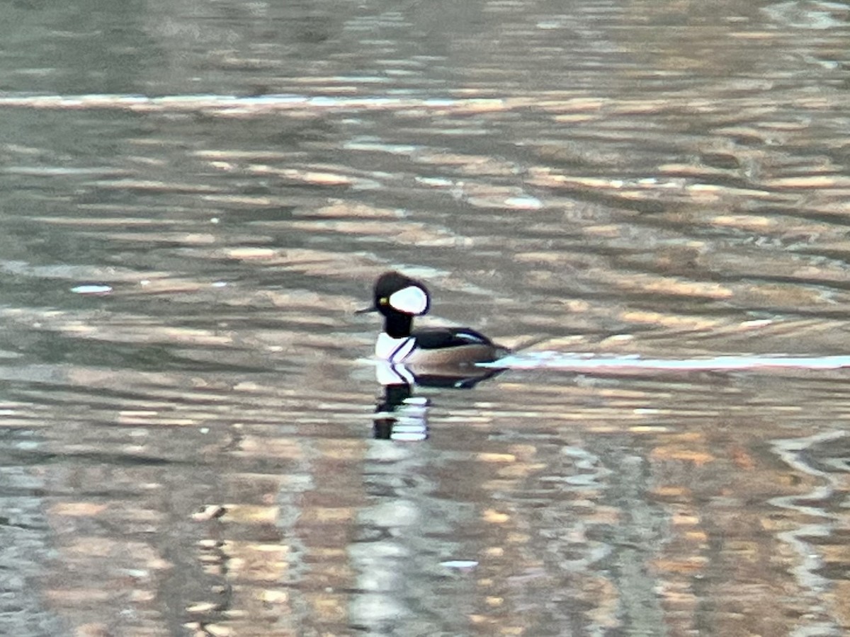 Hooded Merganser - ML646067056