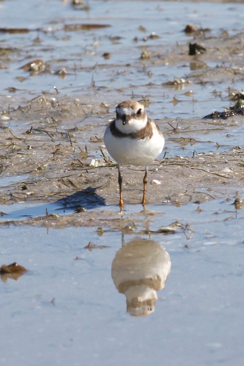Semipalmated Plover - ML646067059