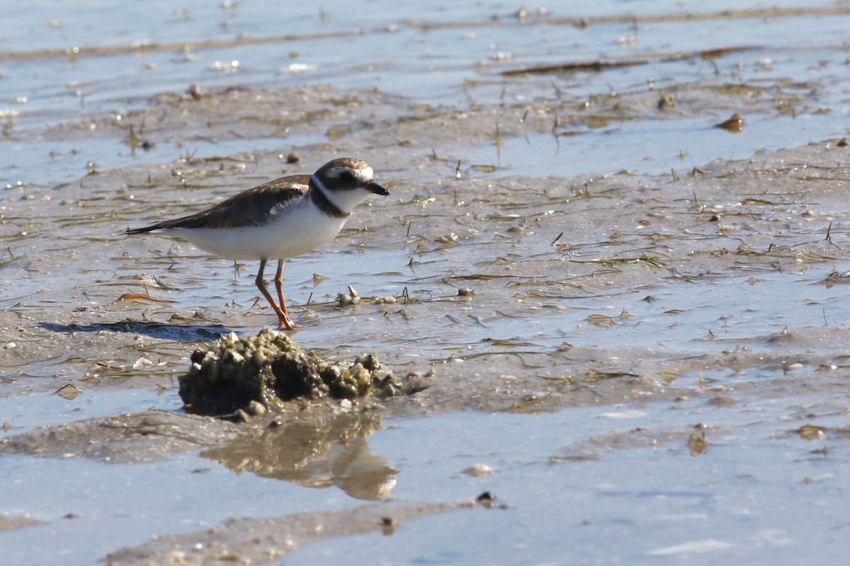 Semipalmated Plover - ML646067060