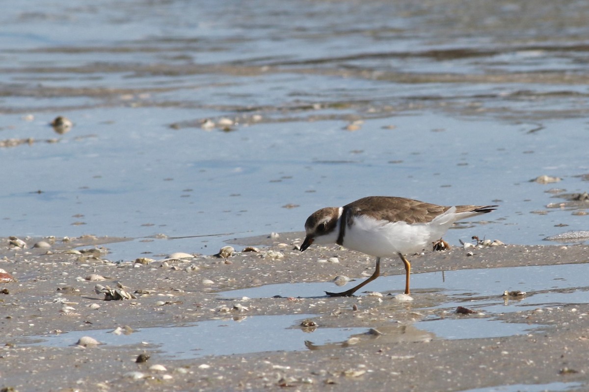 Semipalmated Plover - ML646067061