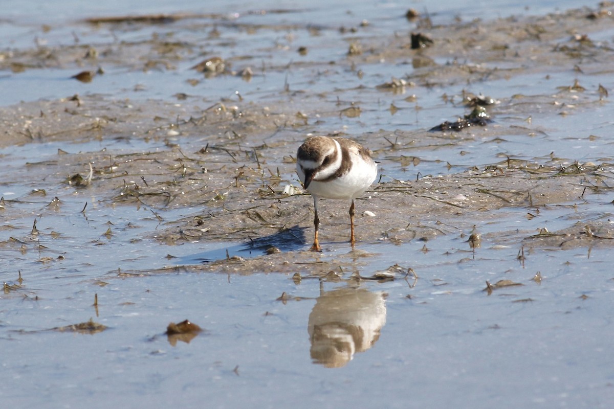 Semipalmated Plover - ML646067062