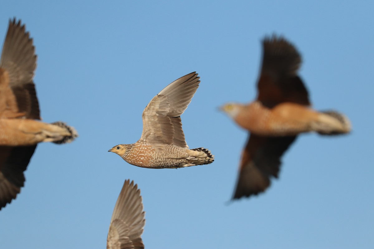 Burchell's Sandgrouse - ML646067063