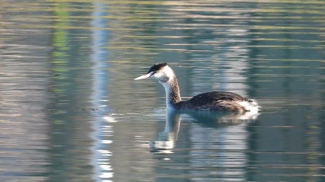 Great Crested Grebe - ML646067065