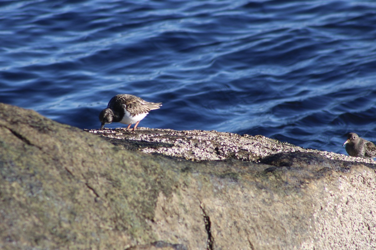 Ruddy Turnstone - ML646067072