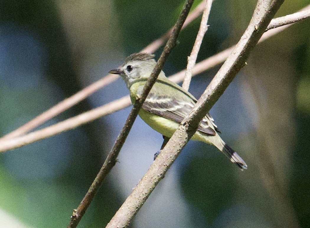 Yellow-crowned Tyrannulet - ML646067073