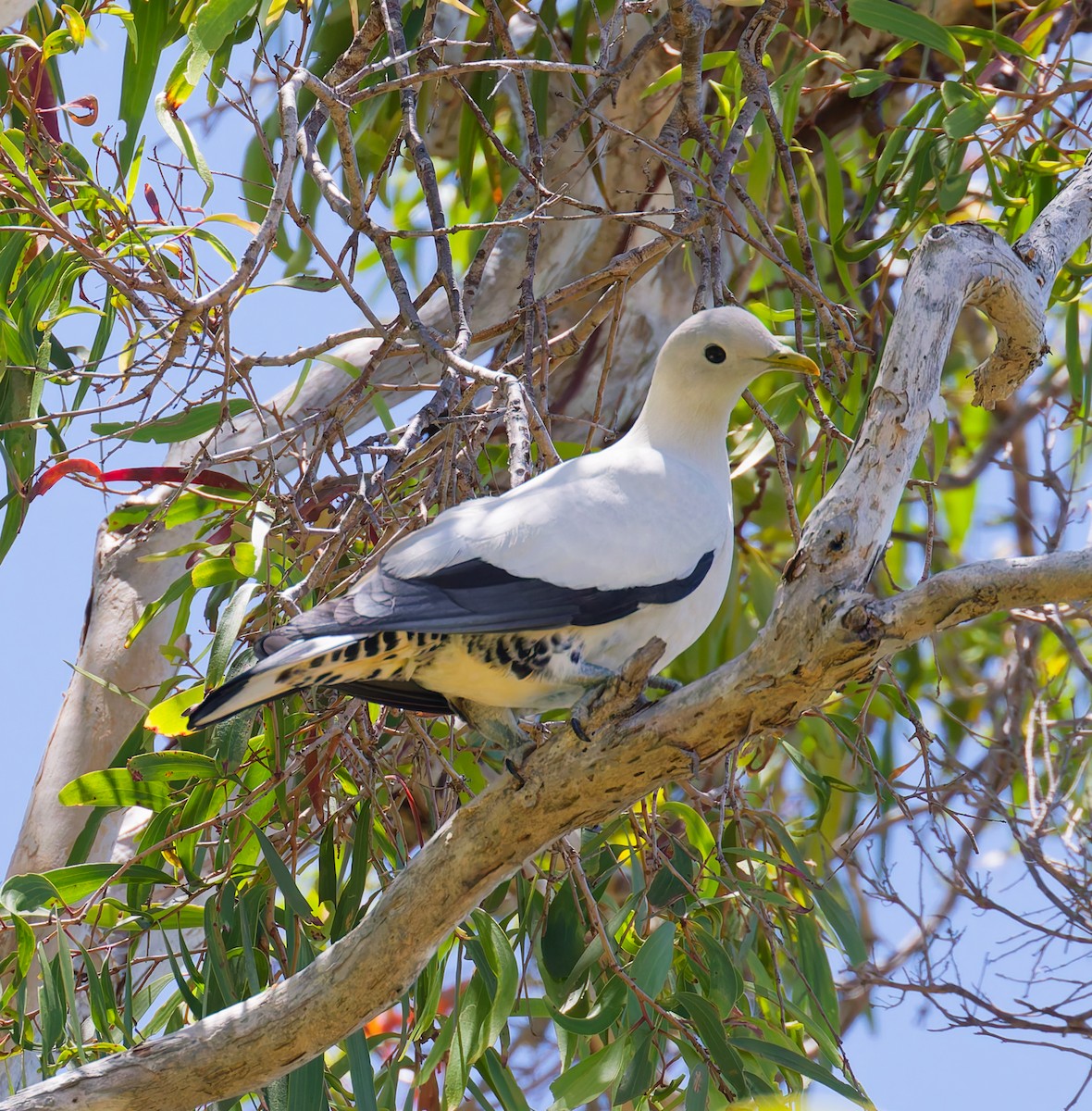 Carpophage argenté - ML646067079