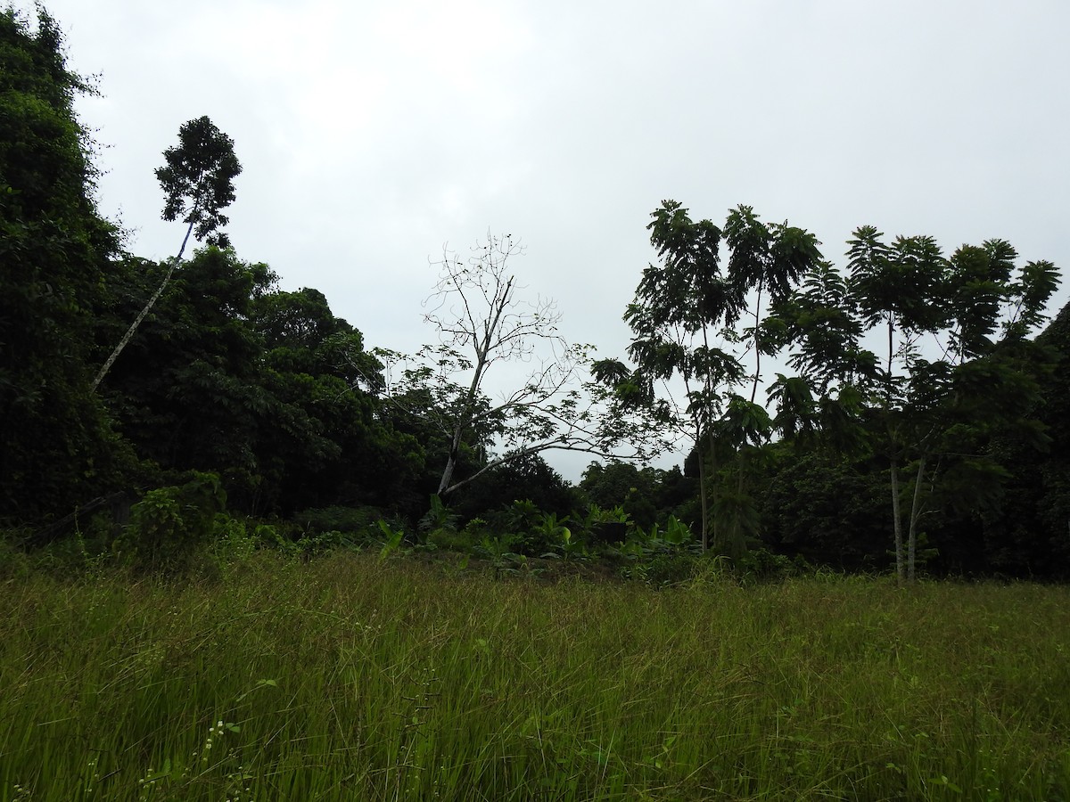 Animals - ML646067090