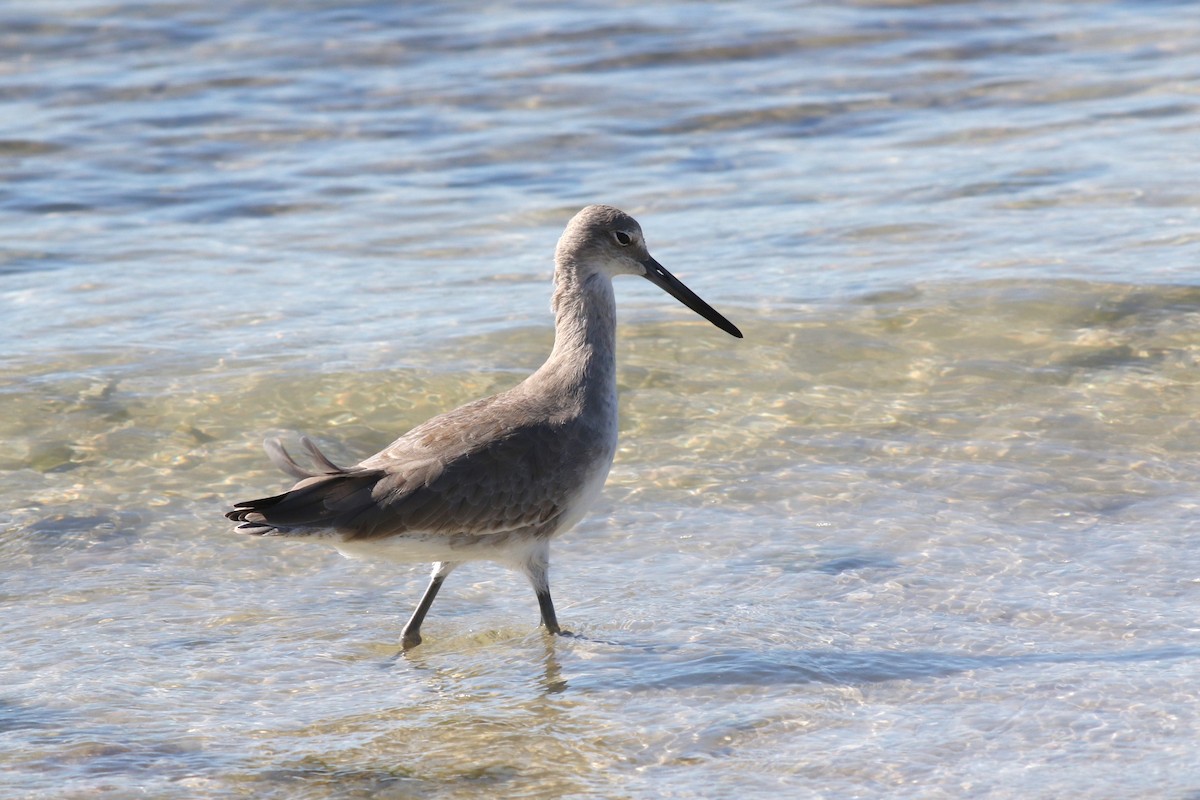 Willet (Western) - ML646067092