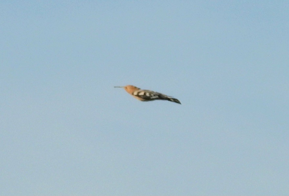 Common Hoopoe - ML646067093
