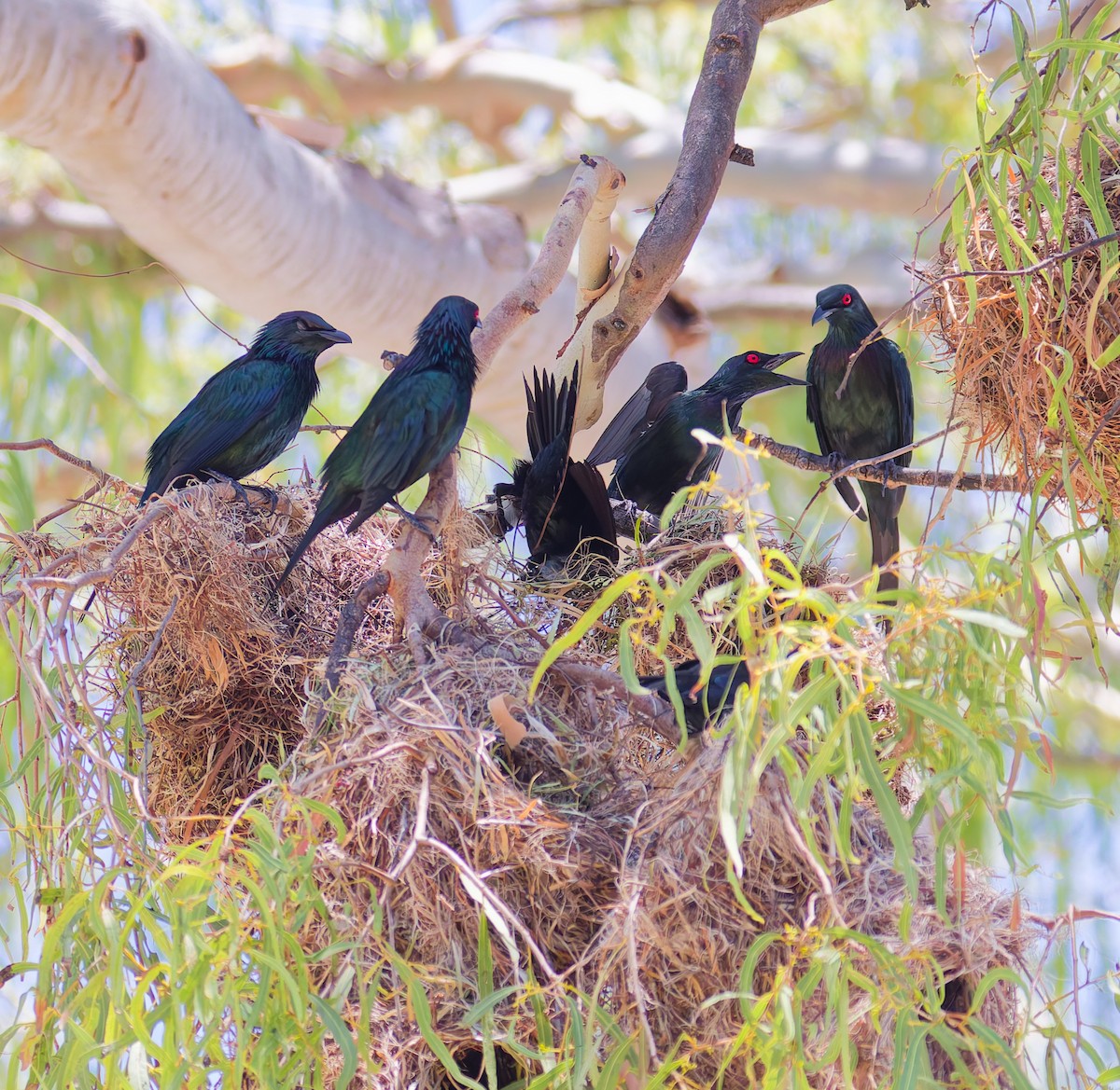 špaček lesklý - ML646067094