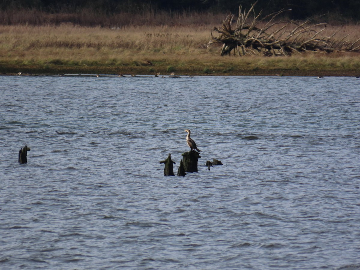 Kulaklı Karabatak - ML646067095