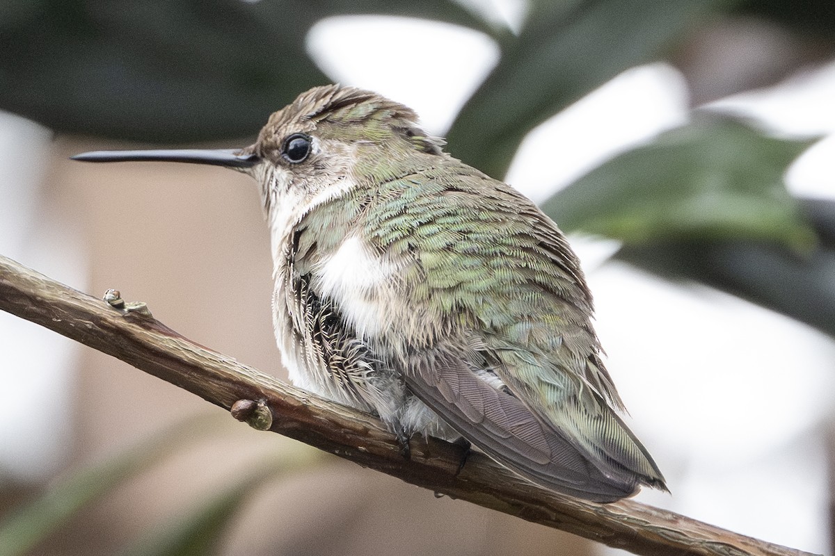 hummingbird sp. - ML646067100