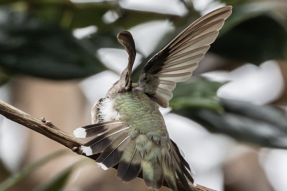 hummingbird sp. - ML646067101