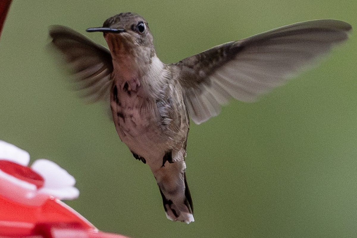 hummingbird sp. - ML646067102