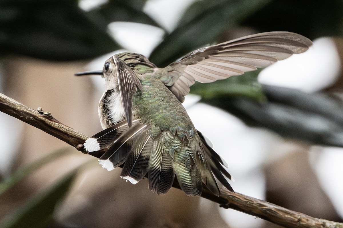 hummingbird sp. - ML646067103