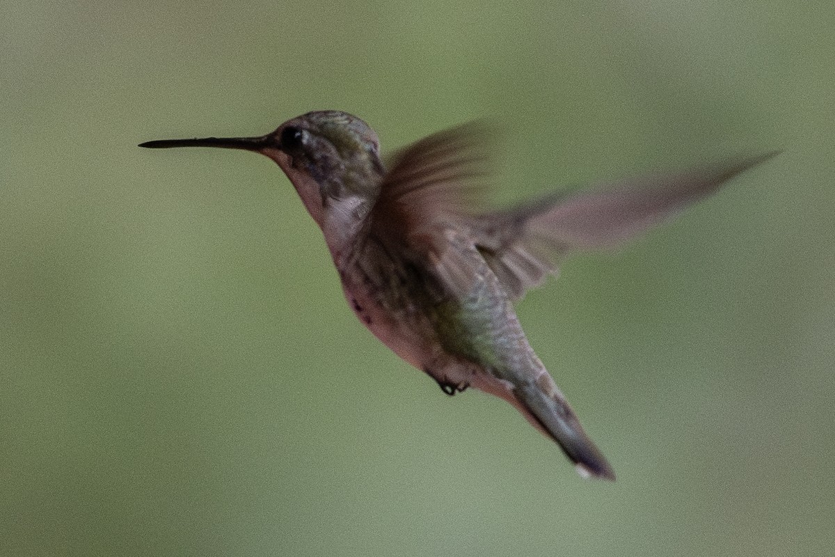 hummingbird sp. - ML646067104