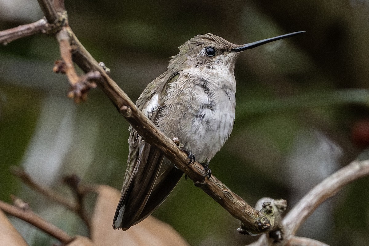 hummingbird sp. - ML646067105