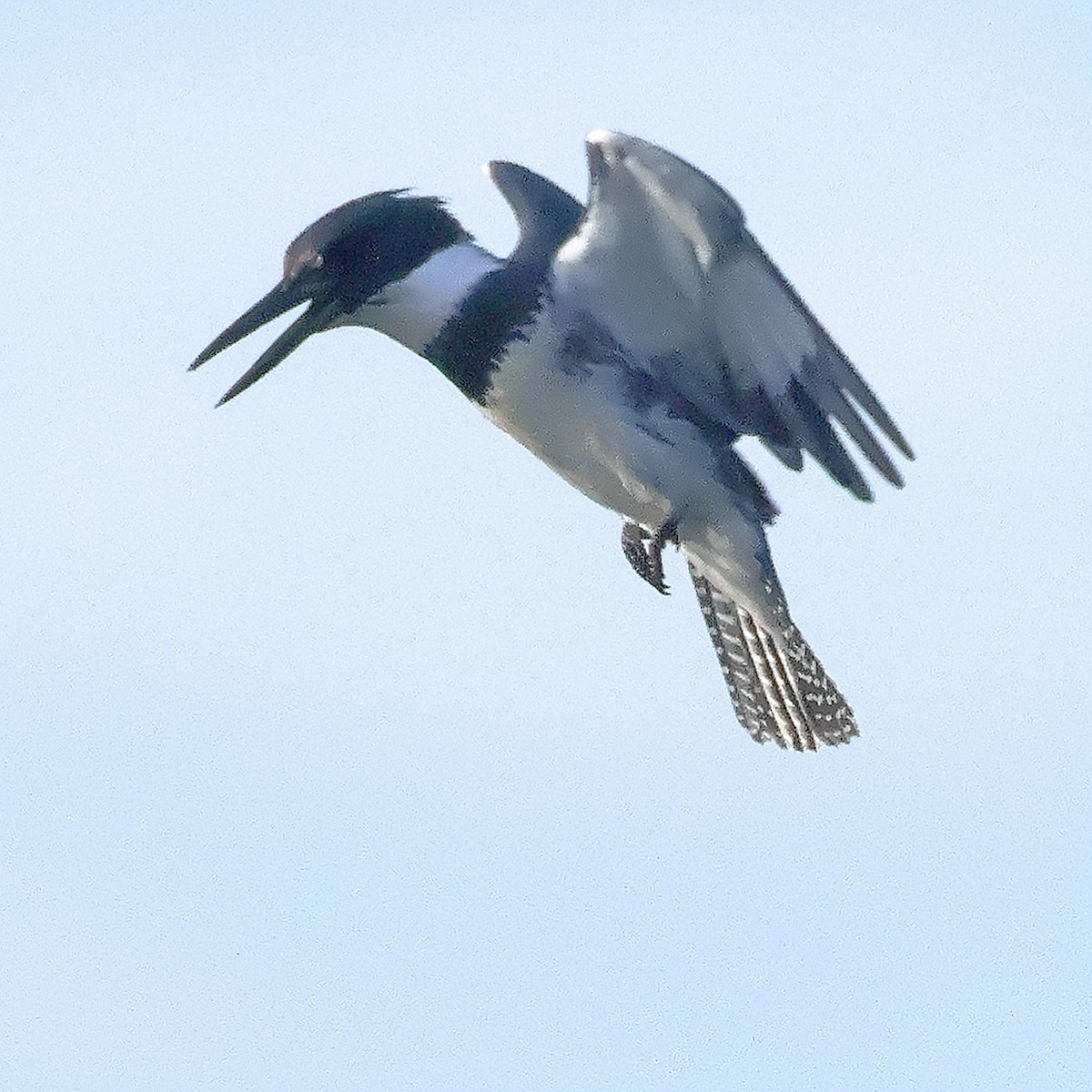 Belted Kingfisher - ML646067112