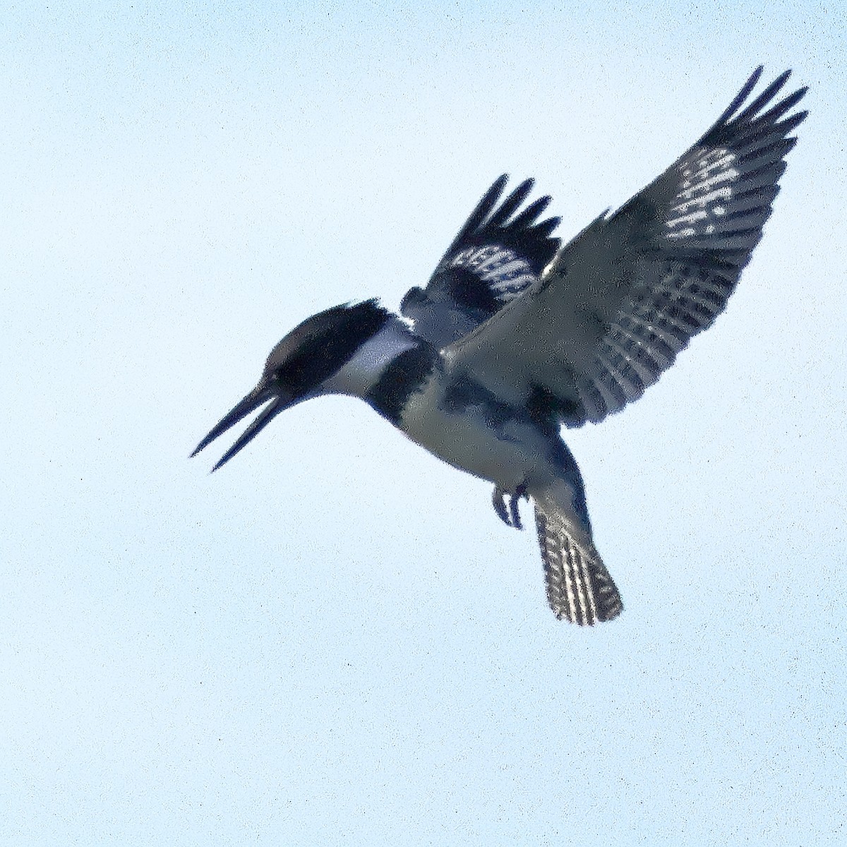 Belted Kingfisher - ML646067113