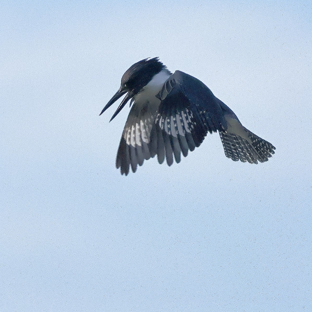 Belted Kingfisher - ML646067114