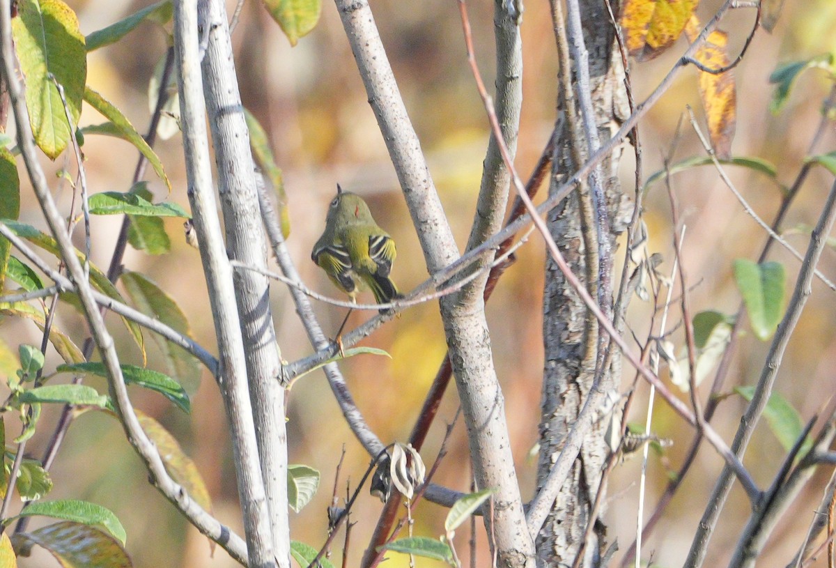 Ruby-crowned Kinglet - ML646067123