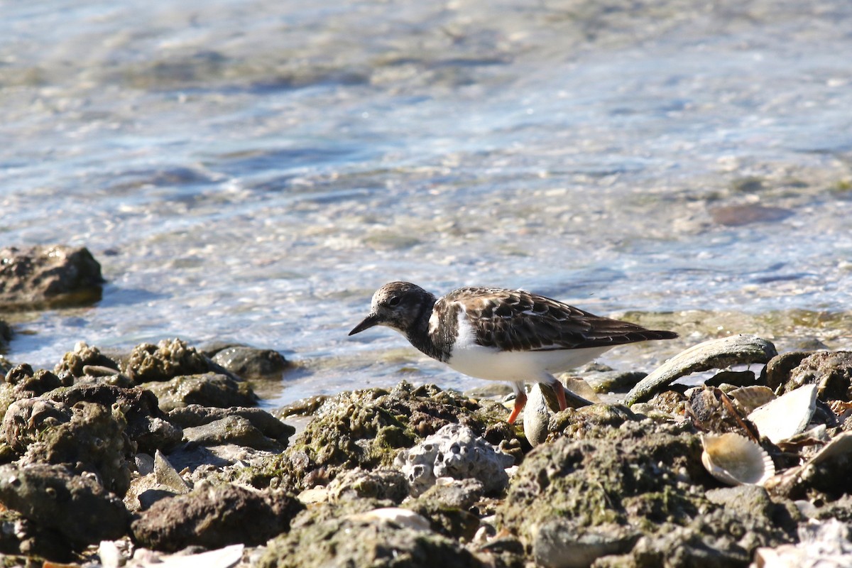 Ruddy Turnstone - ML646067124