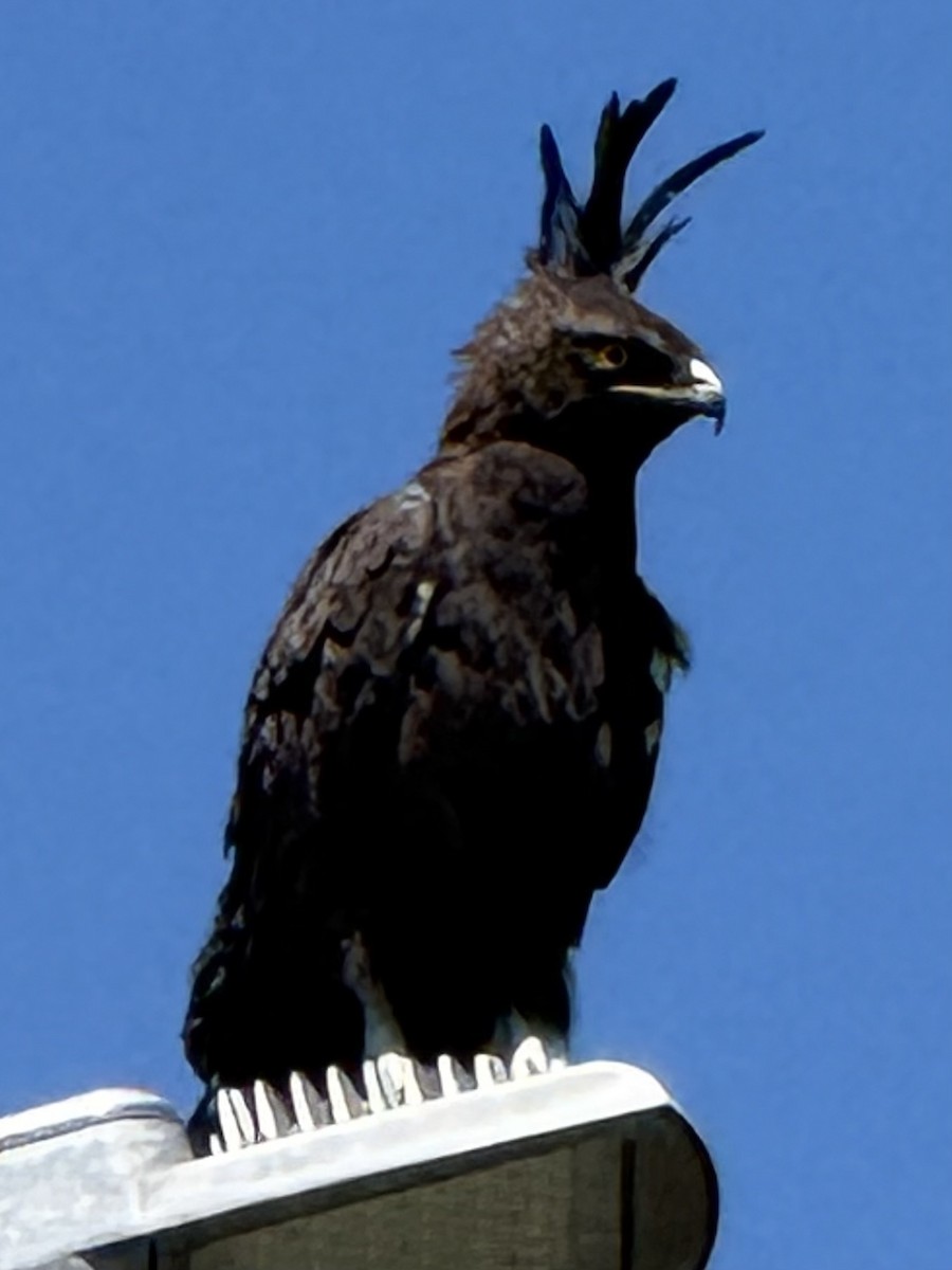 Long-crested Eagle - ML646067126