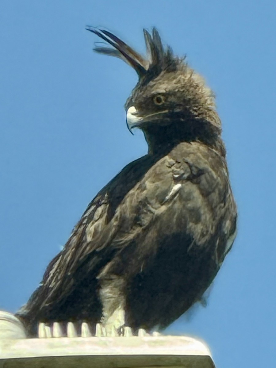 Long-crested Eagle - ML646067127