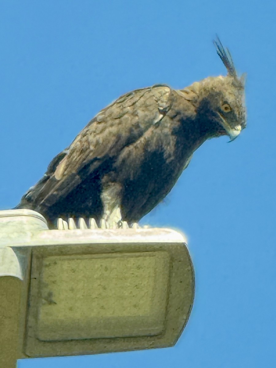 Long-crested Eagle - ML646067128