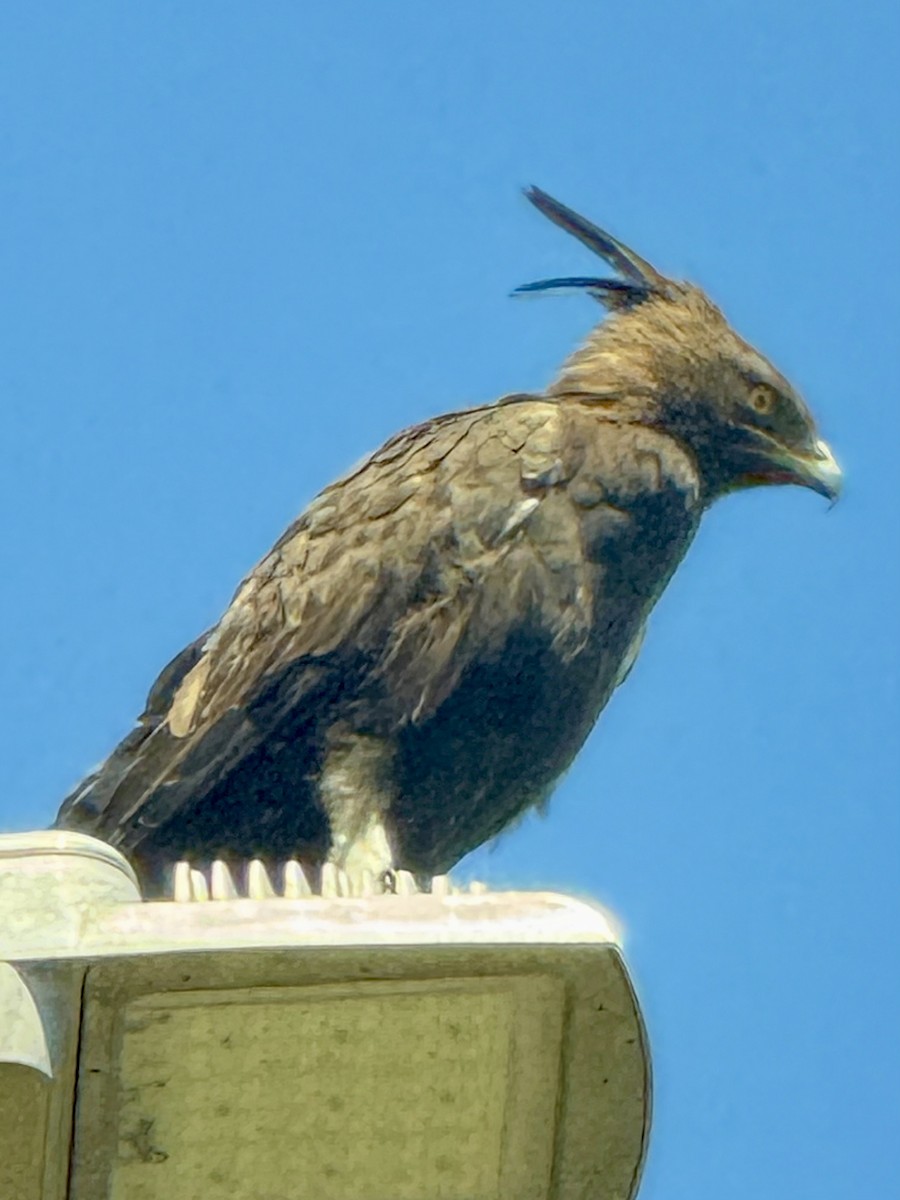 Long-crested Eagle - ML646067129