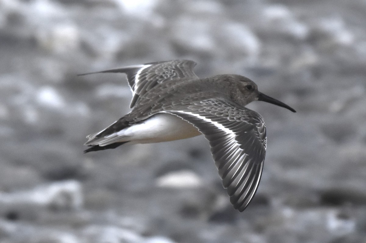 Хар элсэг - ML646067130