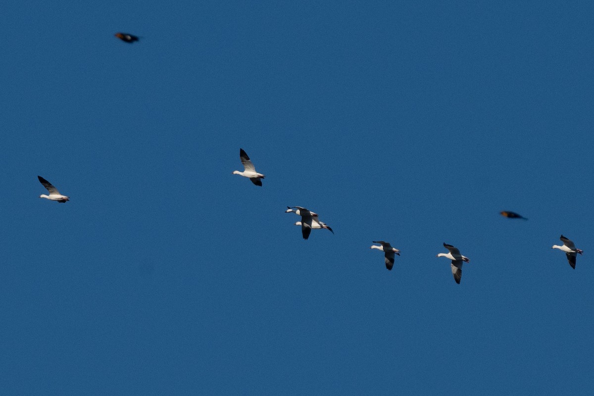 Snow Goose - ML646067157