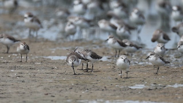 Spoon-billed Sandpiper - ML646067158