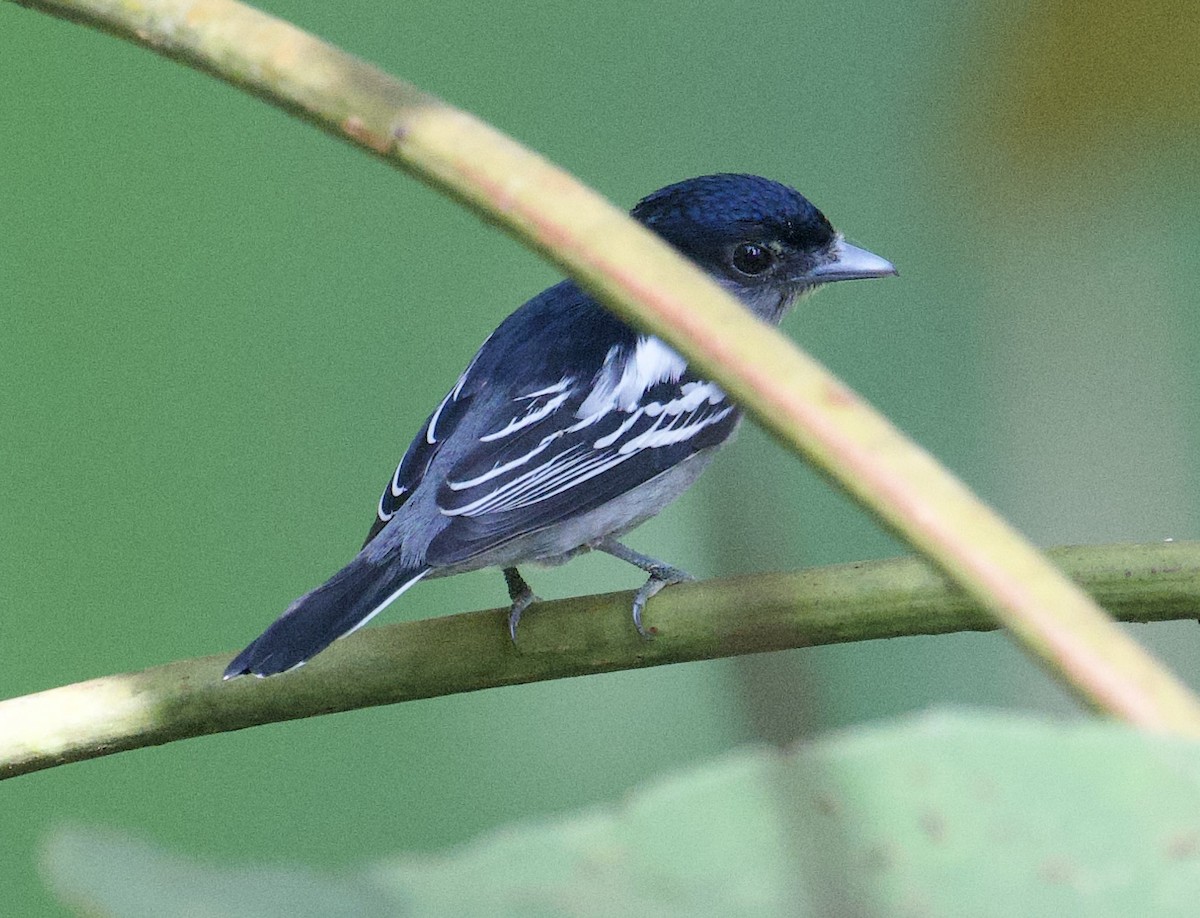 White-winged Becard - ML646067159