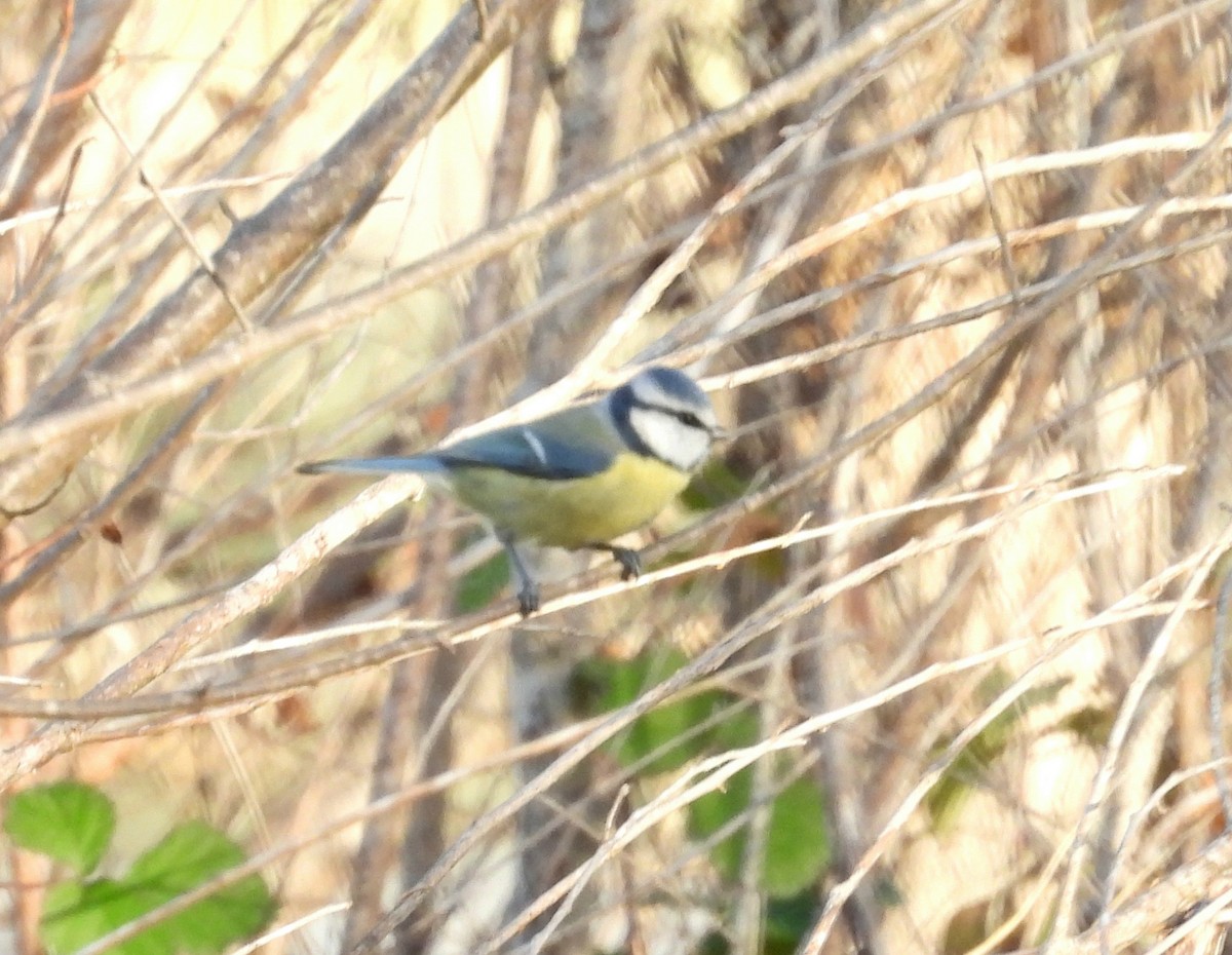 Herrerillo Común - ML646067161