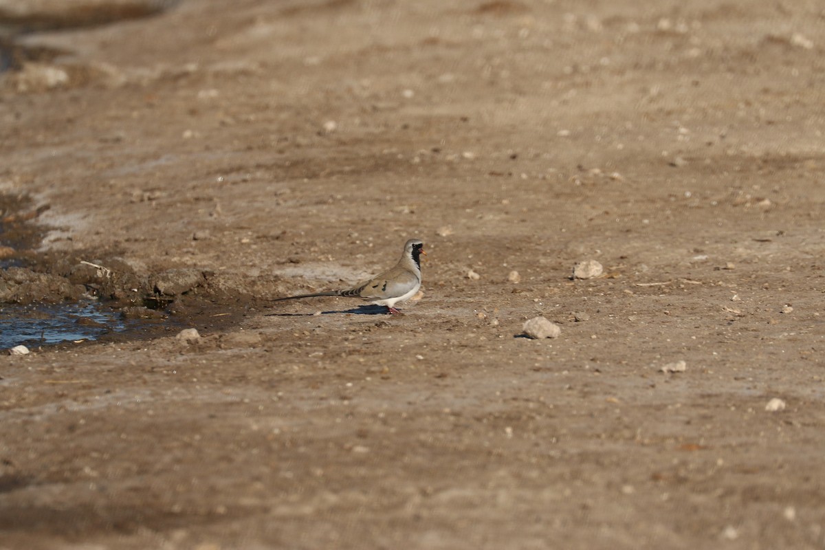 Горлиця капська - ML646067163