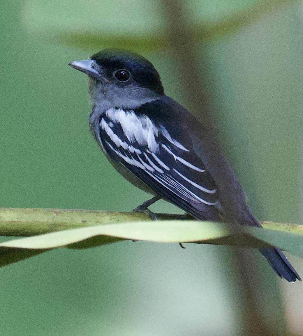 White-winged Becard - ML646067167