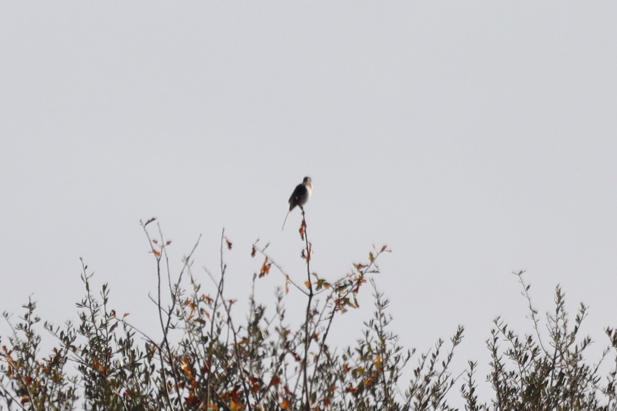 Northern Mockingbird - ML646067168